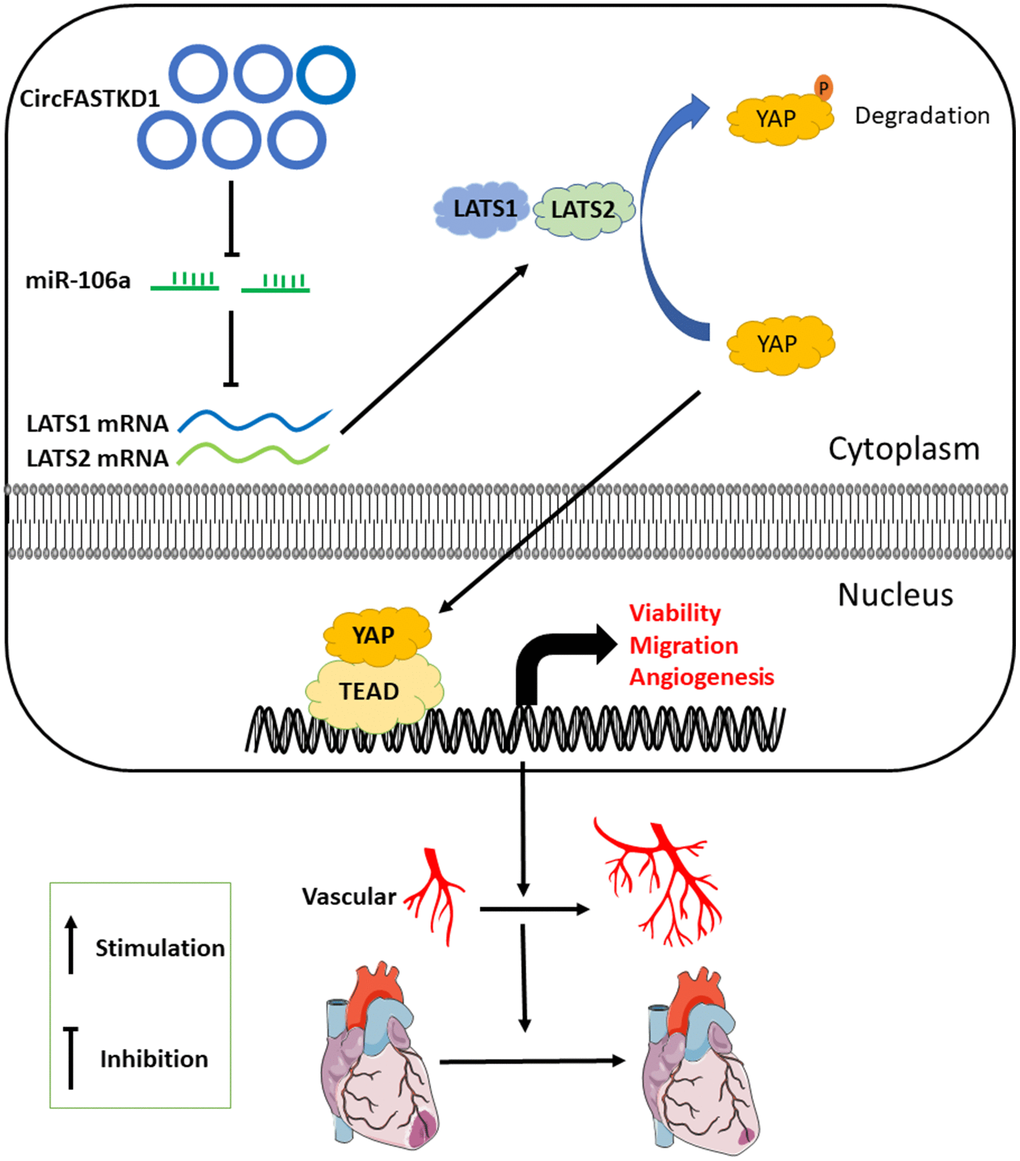 Proposed mechanism. This investigation has suggested that, by binding to miR-106a, circFASTKD1 induces LATS1 and LATS2 expression and inhibits the YAP pathway, thus suppressing angiogenesis, increasing the infarct size and inhibiting repair in the heart following myocardial infarction.