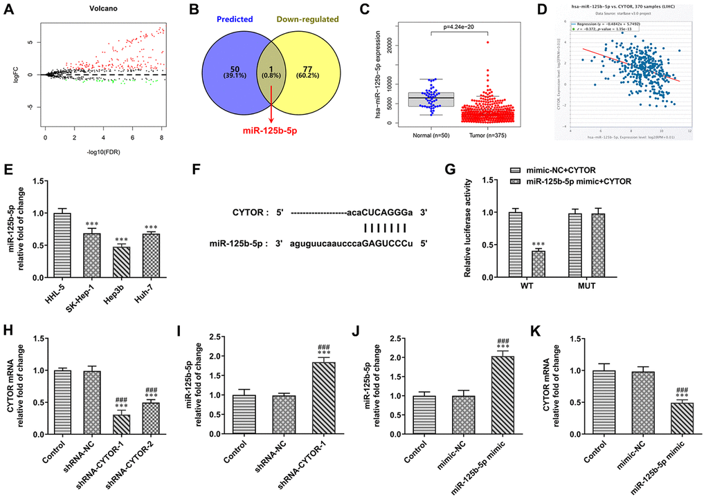 CYTOR directly targets miR-125b-5p. (A) The differentially expressed miRNAs in HCC were predicted by TCGA database. (B) The intersection of miRNAs combined with CYTOR was shown by Venn diagram. (C) miR-125b-5p expression was decreased in HCC tissues compared with normal tissues. (D) CYTOR expression was negatively correlated with the miR-125b-5p expression. (E) miR-125b-5p expression in HCC cells and HHL-5 cells was analyzed by RT-qPCR analysis. ***PF) The binding site of CYTOR and miR-125b-5p was predicted by ENCORI. (G) Luciferase reporter assay for the confirmation of direct binding relationship between CYTOR and miR-125b-5p. ***PH) CYTOR expression in Hep3b cells after shRNA transfection was analyzed by RT-qPCR analysis. ***P###PI) miR-125b-5p expression in Hep3b cells after shRNA transfection was analyzed by RT-qPCR analysis. ***P###PJ) miR-125b-5p expression in Hep3b cells after mimic transfection was analyzed by RT-qPCR analysis. ***P###PK) CYTOR expression in Hep3b cells after mimic transfection was analyzed by RT-qPCR analysis. ***P###P