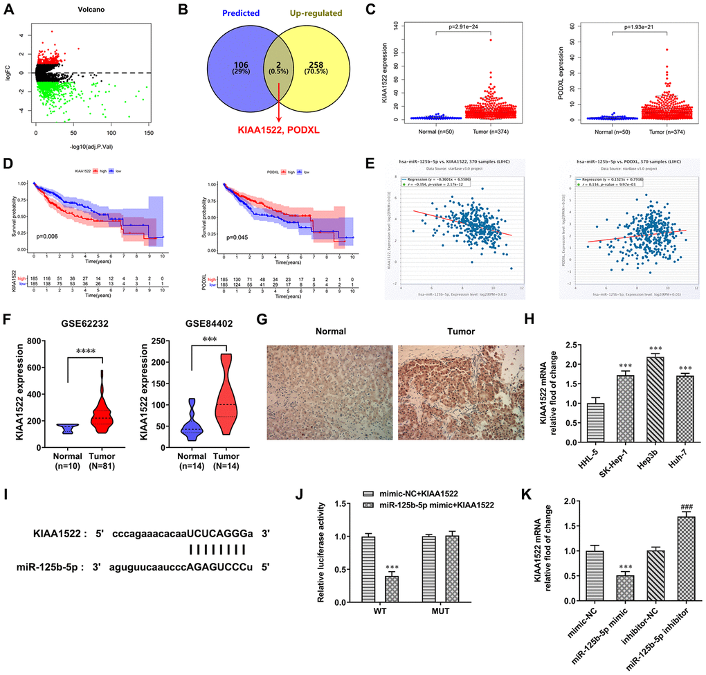 MiR-125b-5p directly targets KIAA1522. (A) The differentially expressed mRNAs in HCC were predicted by TCGA database. (B) The intersection of mRNAs combined with miR-125b-5p was shown by Venn diagram. (C) Expression of KIAA1522 and PODXL was increased in HCC tissues compared with normal tissues. (D) Impact of expression of KIAA1522 and PODXL on overall survival in HCC patients in TCGA cohort. (E) miR-125b-5p expression was negatively correlated with KIAA1522 expression. (F) KIAA1522 expression was increased in HCC tissues compared with normal tissues. (G) KIAA1522 expression in HCC tissues and adjacent tissues was detected by immunohistochemistry. (H) KIAA1522 mRNA expression in HCC cells and HHL-5 cells was analyzed by RT-qPCR analysis. ***PI) The binding site between miR-125b-5p and KIAA1522 was predicted by ENCORI. (J) Luciferase reporter assay for the confirmation of direct binding relationship between miR-125b-5p and KIAA1522. ***PK) KIAA1522 mRNA expression in Hep3b cells after mimic or inhibitor transfection was analyzed by RT-qPCR analysis. ***P###P