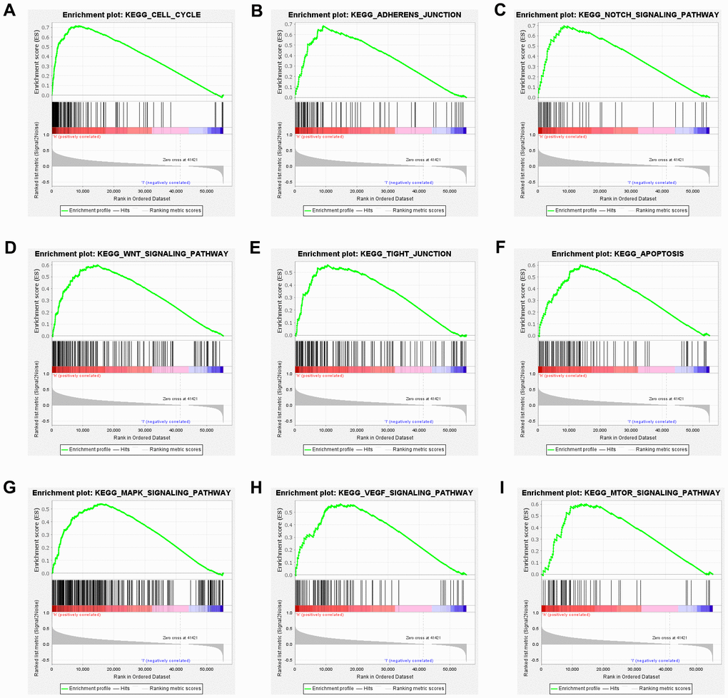 High KIAA1522 expression is associated with cell cycle. Enrichment plots from GSEA. GSEA results showing differential enrichment of genes related to cell cycle (A), adherens junction (B), tight junction (C), mTOR signaling pathway (D), Wnt signaling pathway (E), MAPK signaling pathway (F), beta signaling pathway (G), apoptosis (H) and p53 signaling pathway (I) in HCC cases with high KIAA1522 expression.