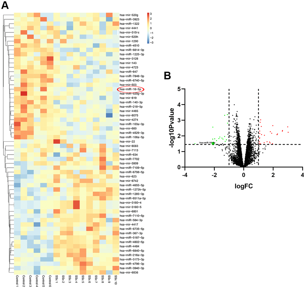 Differentially expressed miRNAs in SSc patient samples compared to healthy controls. (A) The heat map shows hierarchical clustering of differentially expressed miRNAs in SSc patients compared to healthy controls (n=30 per group) in the GSE137472 dataset. (B) The volcano plot shows differentially expressed miRNAs in SSc patients compared to healthy controls (n=30 per group) in the GSE137472 dataset.