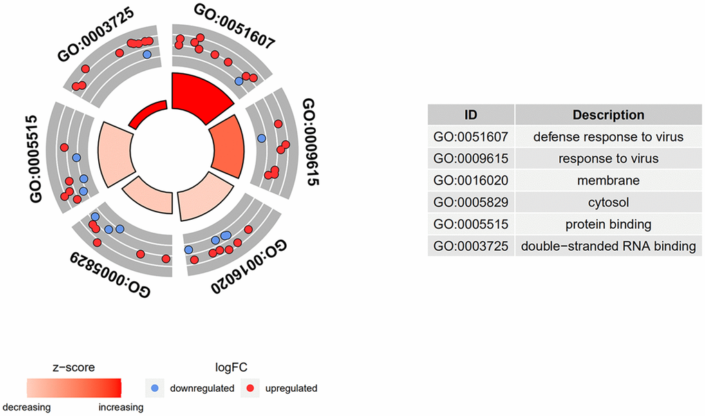 GO and KEGG enrichment analysis of DEGs. DEGs in SSc patients were significantly enriched in the following categories and pathways: in the biological process category, defense response to virus, response to virus, and type I interferon; in the cellular component category, membrane, cytosol, and Golgi apparatus; in the molecular function category, protein binding, double-stranded RNA binding, and phosphatase activity.