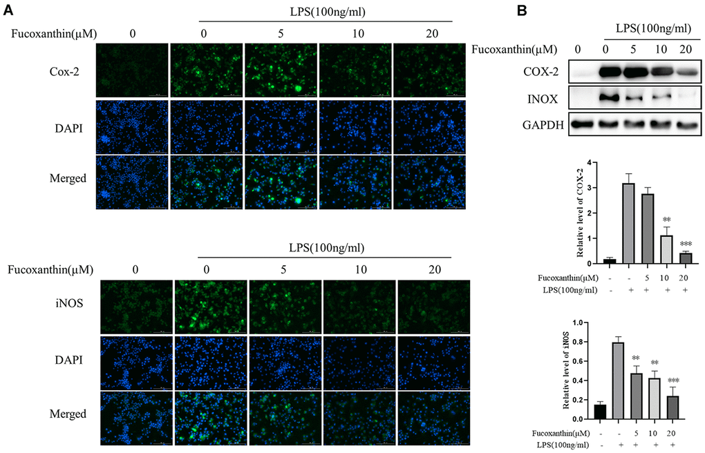 Fucoxanthin down-regulated the expression of COX-2 and iNOS in LPS-activated RAW 264.7 macrophages. (A) RAW264.7 cells were pretreated with the indicated concentrations of Fucoxanthin for 1 h before being stimulated with LPS for another 24 h. Cox-2 and iNOS were determined by immunofluorescence staining. DAPI-stained nuclei were indicated by blue fluorescence. Cox-2 and iNOS were indicated by green fluorescence. Scale Bar = 100 μm. (B) Cells were pretreated with the indicated concentrations of Fucoxanthin for 1 h before being stimulated with LPS (100ng/mL) for another 24 h. The expression levels of COX-2 and iNOS were determined by immunoblotting. *P P 