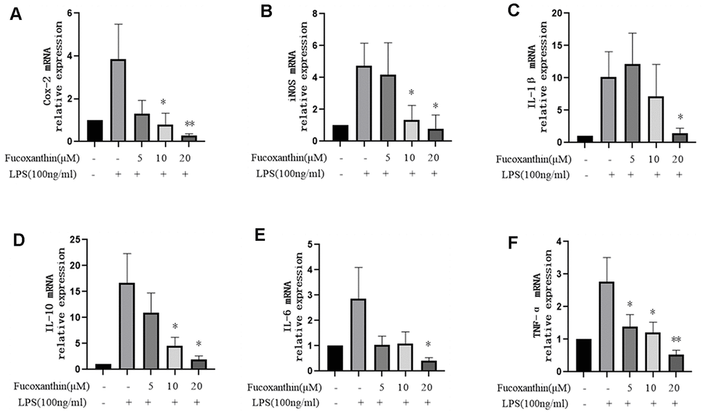 Effects of Fucoxanthin on the mRNA level of pro-inflammatory cytokines in LPS-induced RAW264.7 cells. The cells were pretreated with Fucoxanthin (5, 10, and 20 μM) for 1 h and then stimulated with LPS (100ng/mL) for 24 h. Untreated cells served as control. The total RNA was prepared, and the mRNA expression levels of (A) Cox-2, (B) iNOS, (C) IL-1β, (D) il-10, (E) IL-6, and (F) TNF-α were determined by qRT-PCR. The values presented are means ± SD. *P **P 