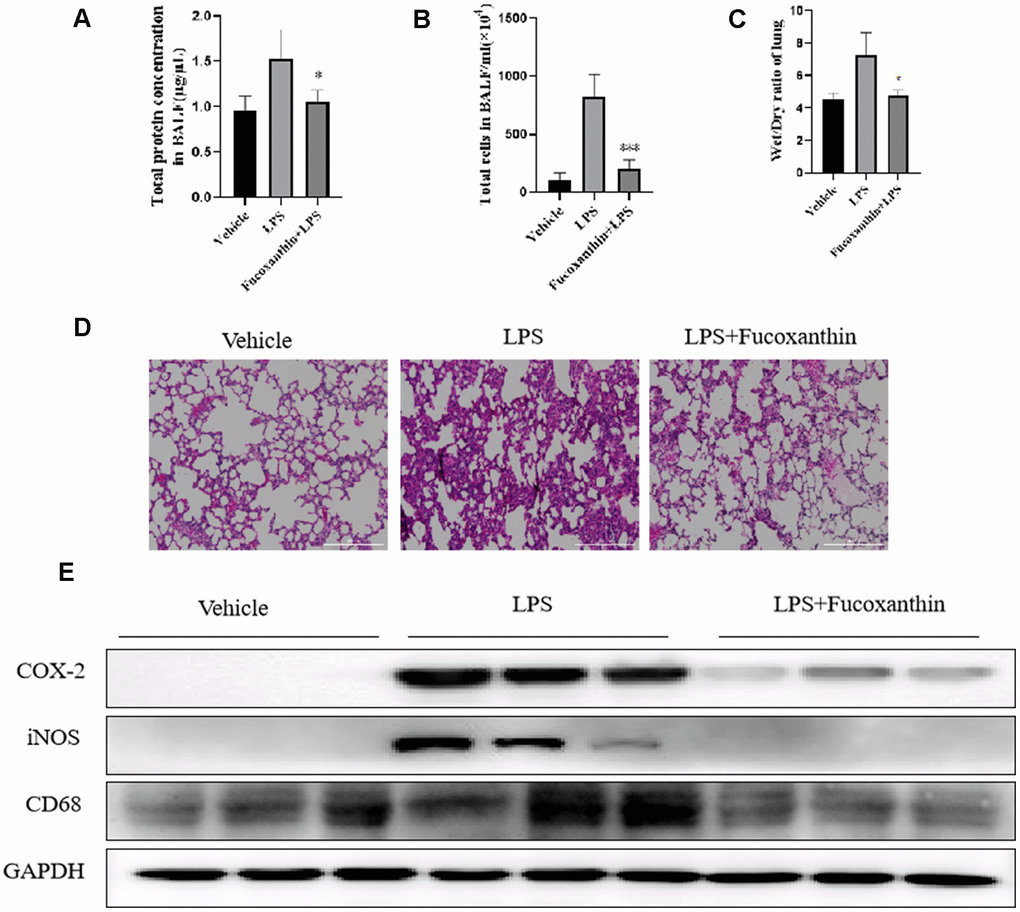 Fucoxanthin attenuated the LPS-induced ALI in mice. (A) The protein concentration in BALF. (B) The number of cells in BALF. (C) Wet/dry ratio. (D) Fucoxanthin attenuated the LPS-induced histopathological change in lung tissue (H&E staining). (E) Immunoblotting for COX-2, iNOS, and CD68 in the mice lung tissues. Data were presented as mean±SD. *P P v. s LPS group.