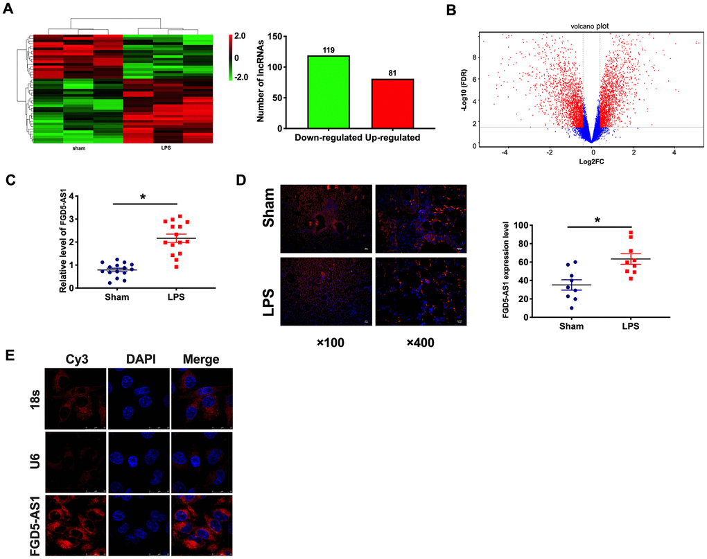 The upregulated of FGD5-AS1 in acute pneumonia. (A) Heat map of lncRNA profile comparison between LPS group and normal lung samples. n=3. (B) A cluster heat map was used to show the expression variations of these lncRNA transcripts in the LPS group and normal lung samples. (C) The expression of FGD5-AS1 in the LPS group and normal lung samples. n=15. (D) FISH analysis of the localization and expression levels of FGD5-AS1 in lung tissues. n=9. (E) The FISH assay was performed to explore the location of FGD5-AS1. *P 