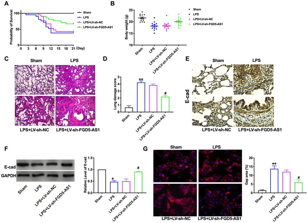 Knockdown of FGD5-AS1 alleviates LPS-induced mouse lung injury. (A) The survival curves of mice in different groups. n=13. (B) The body weight of mice in different groups. n=13. (C) H&E analysis of the morphological changes for lung tissue. (D) The lung damage score of mice in different groups. n=6. (E) Immunohistochemistry analysis of the expression levels of E-cad in lung tissue. (F) The protein level of E-cad in lung tissue. n=6. (G) Immunofluorescence assay of F-Actin in lung tissue. n=4. *P #P