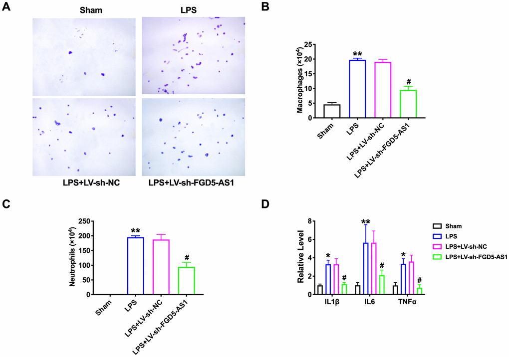 FGD5-AS1 regulates inflammatory cells in the bronchoalveolar lavage fluid. (A) The cells isolated from BALF were counted by blood cell count and represented by Diff-Quick staining. Large and blue indicated macrophages, small and purple indicated neutrophils. (B) The statistical column of macrophage count. n=4. (C) The statistical column of neutrophils count. n=4. (D) The level of cytokines was assessed by ELISA. n=4. *P P #P 