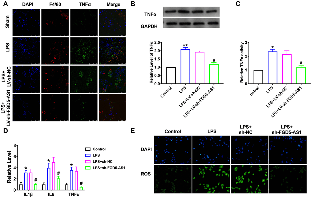 FGD5-AS1 regulates the expression of TNFα in acute pneumonia. (A) Immunofluorescence assay of F4/80 and TNFα in lung tissue. (B) The protein level of TNFα in TC-1 cells. n=5. (C) The activity of TNFα was determined by the TNFα activity kit. n=4. (D) The level of cytokines was assessed by ELISA. n=4. (E) The production of ROS in TC-1 cells. *P P #P 