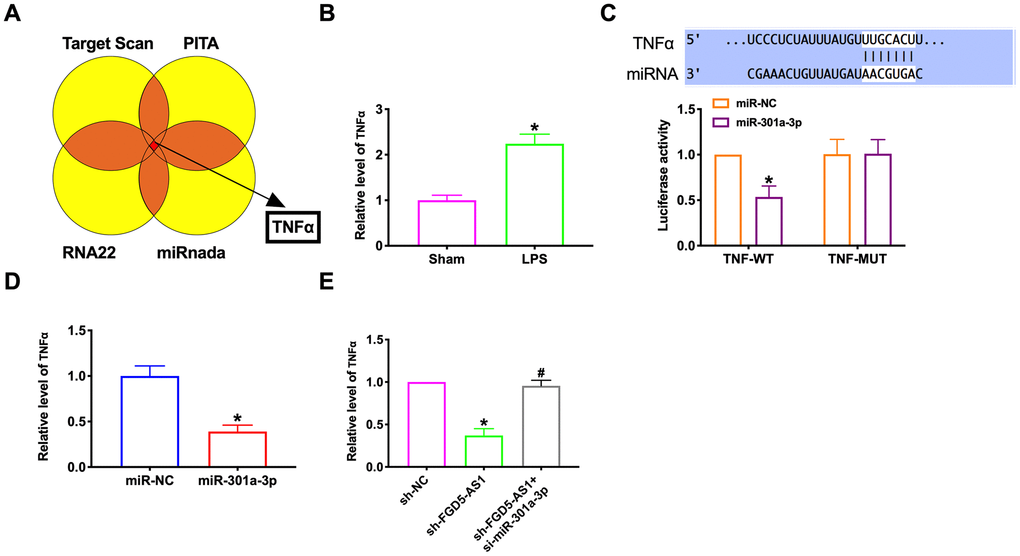MiR-301a-3p reversed FGD5-AS1 induced TNFα expression in TC-1 cells. (A) Different databases were used to predict targets of miR-301a-3p. (B) TNFα expression was determined by RT-PCR. (C) Luciferase activity of WT or Mut TNFα after the co-transfection with the miR-301a-3p mimic. (D, E) TNFα expression was determined by RT-PCR. *P 