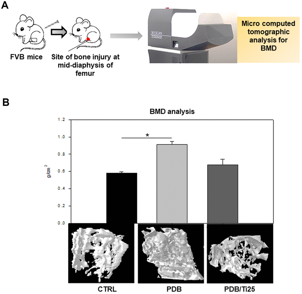 In vivo analysis of bone mineral density (BMD). (A) Schematic describing microcomputed tomographic (μCT) analysis of BMD in FVB mice, and (B) 3D photomicrographs of femurs from control, PDB and PDB/Ti25 treated group mice, and their quantitative of bone density. The experimental groups represent PDB and PDB+Ti25 treatment; whereas, no any treatment served as control. *P 