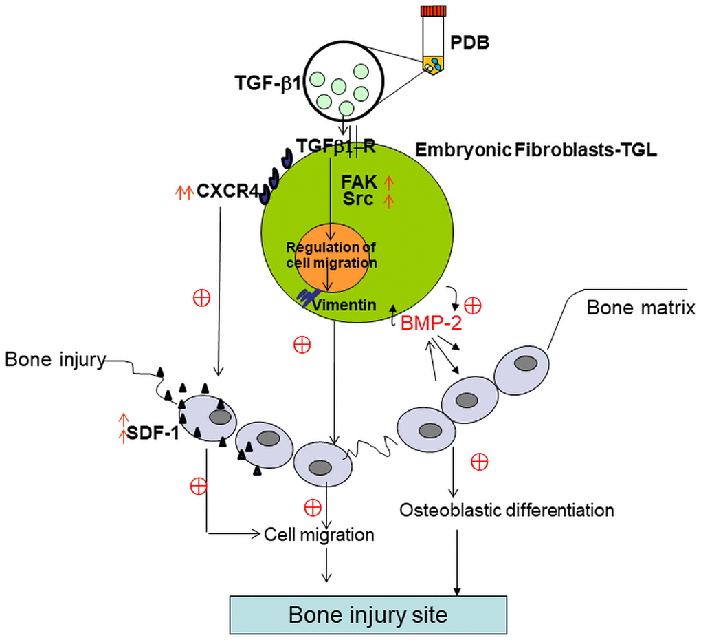 Schematic of possible mechanistic insight into PDB-mediated improvement of bone injury through osteogenic and migratory ability of embryonic fibroblasts.