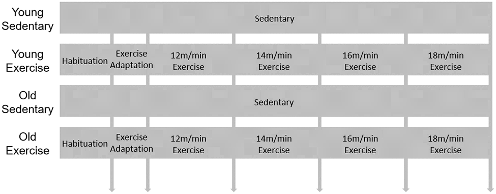 Schematic design for exercise protocol. 9-week-old and 84-week-old mice were divided into sedentary or exercise group. After 1day habituation in the room where treadmill is, mice were adapted in treadmill for 2 days. Then speed of treadmill was gradually increased (2 m/min weekly) during 4 weeks.