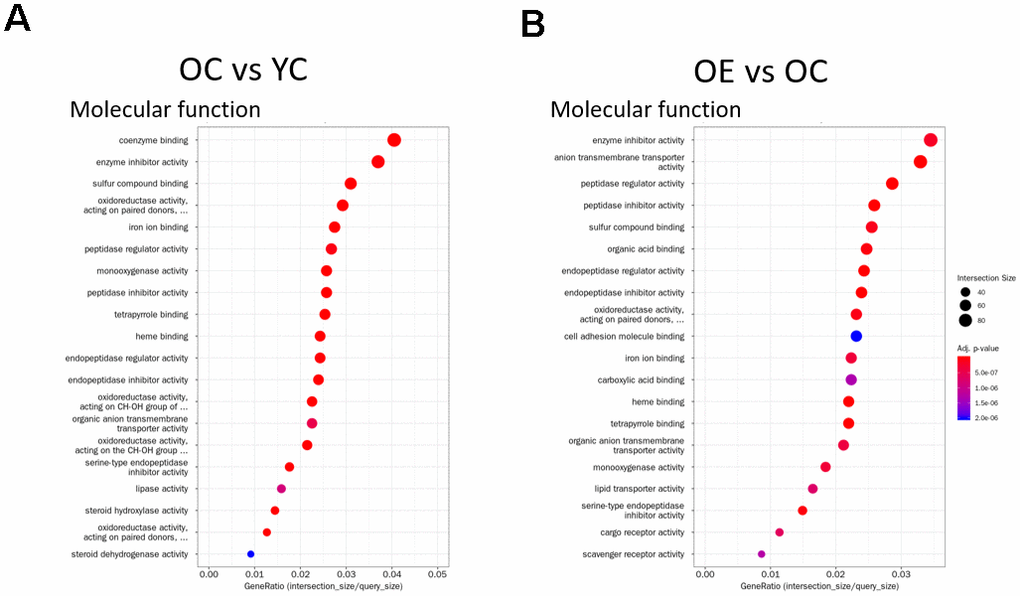 Gene Ontology Enrichment analysis. (A, B) Enrichment results for the top 20 GO terms in (A) OC vs YC and (B) OE vs OC that satisfy adjusted p-value 