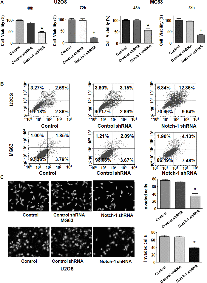 Notch-1 shRNA transfection diminishes viability and stimulates apoptosis. (A) Viability was evaluated by MTT assay. The MTT results demonstrated that the reduction in Notch-1 alleviated the viability of OS cells. *P B) Apoptosis was examined by flow cytometry. Inhibition of Notch-1 led to increased apoptosis. (C) Transwell assays showed that Notch-1 shRNA treatment resulted in invasion retardation.