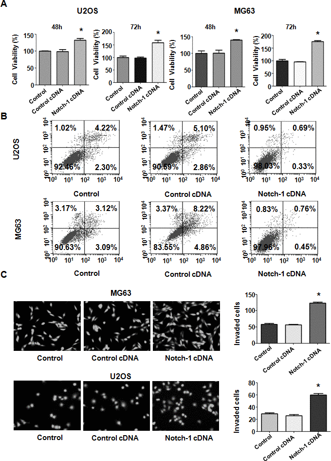 Notch-1 upregulation elevated viability and suppressed apoptosis. (A) Viability was elevated after Notch-1 upregulation, as determined by MTT assay. *P B) Apoptosis was inhibited after Notch-1 upregulation. (C) Invasion was enhanced after Notch-1 upregulation, as determined by Transwell assay.