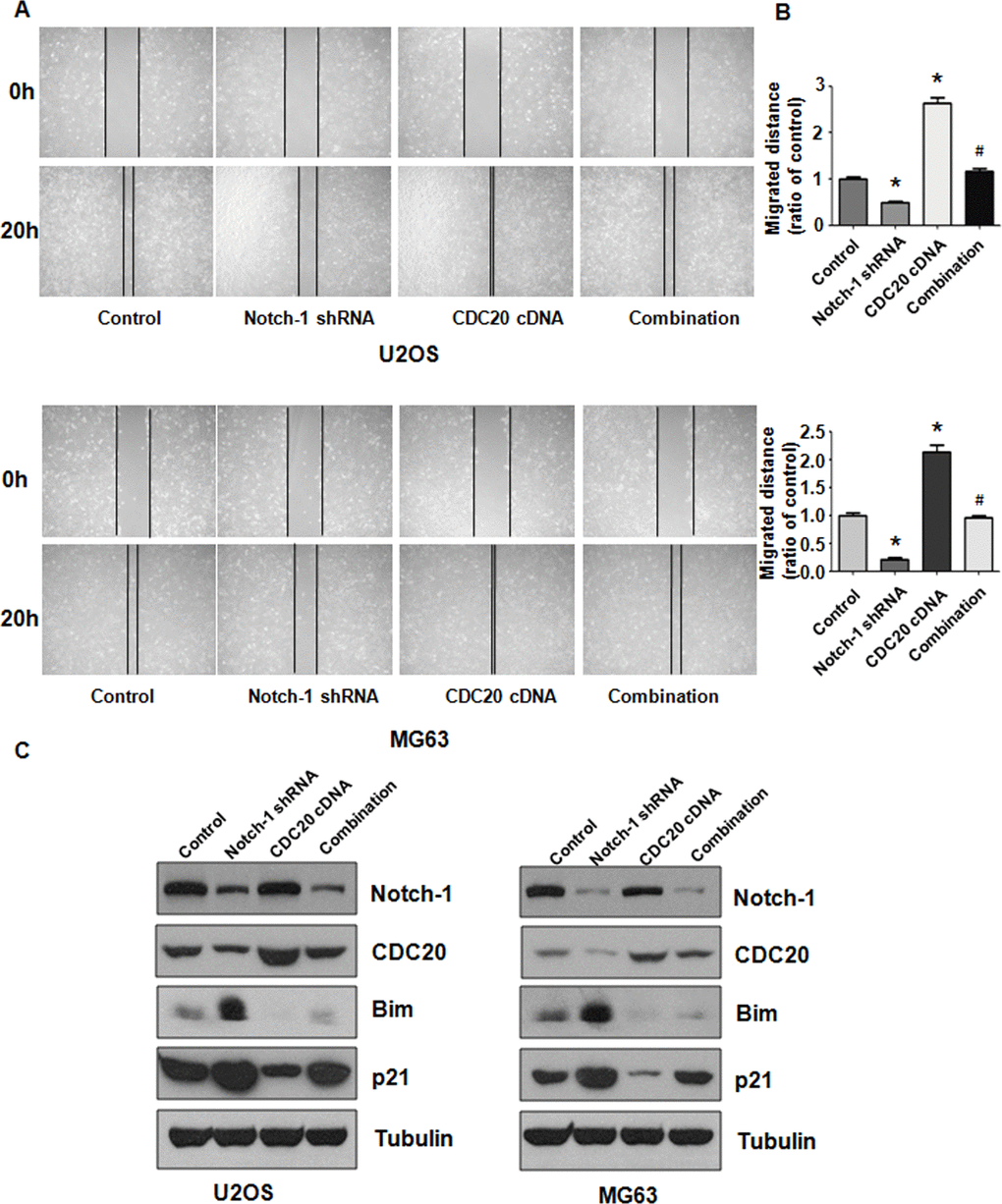 Cdc20 overexpression abolished shRNA-mediated Notch-1 suppression. (A) The wound healing assay showed that Cdc20 upregulation abolished Notch-1 downregulation-mediated suppression of viability. (B) Quantification of the migration analysis results. *P # P C) Western blot results showing Notch-1, Cdc20, Bim and p21 expression.