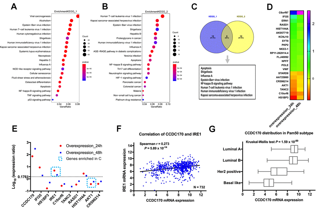 The influence of CCDC170 on the gene expression profile of MCF7 cells. The top 20 significantly enriched pathways in 24-hour group (A) and 48-hour group (B) of CCDC170 upregulation in MCF7 breast cancer cells. Gene Ratio represented the ratio of the DEGs number to the total gene number in a certain pathway. The color of the P values indicated the significance of the Gene Ratio. The size of the circle indicated the number of the target genes involved in a certain pathway. (C) The eight overlapping enriched pathways both in 24-hour group and 48-hour group of CCDC170 overexpression. (D) The top 20 DEGs with consistent expression-change tendencies in the 24-hour and 48-hour groups. (E) The expression ratio of the top 10 DEGs with consistent expression-change tendencies in the 24-hour and 48-hour groups. Only IRE1 and AKT1 were involved in the eight overlapping pathways, and the change of IRE1 expression was the most obvious. (F) Positive correlation between CCDC170 and IRE1 levels (r = 0.273, P = 5.89×10-14). (G) The differential distribution of CCDC170 expression in Pam50 subtypes (P = 1.59×10-89). KEGG, Kyoto Encyclopedia of Genes and Genomes. DEGs, differentially expressed genes. Datasets from TCGA were implemented for the correlation and distribution analysis.