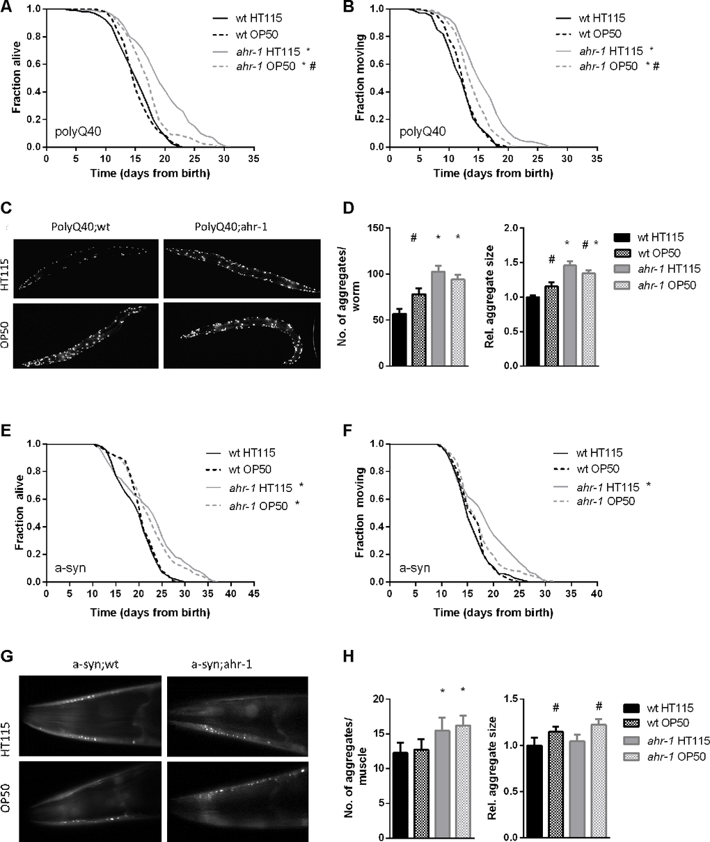 ahr-1 mutants increase aggregation but extend lifespan in a diet-dependent manner. (A, B) Kaplan Meier curves of polyQ;wt and polyQ;ahr-1 of 180 worms/condition in 3 independent experiments are shown. * p-value vs. polyQ;wt, # p-value vs. HT115, statistical test: Log-rank test. (C) Representative fluorescence images of 10-days old polyQ;wt and polyQ;ahr-1 on HT115 and OP50. (D) Quantification of aggregates in 10-days old polyQ;wt and polyQ;ahr-1. Mean + 95 % CI of pooled data from 34 (wt HT115), 29 (wt OP50), 26 (ahr-1 HT115), and 35 (ahr-1 OP50) worms in 3 independent replicates is shown. Statistical test: One-way ANOVA with Tukey’s multiple comparisons test, * p-value vs. polyQ;wt, # p-value vs. HT115. (E, F) Kaplan Meier curves of a-syn;wt and a-syn;ahr-1 of 120 worms/condition in 2 independent experiments are shown. * p-value vs. a-syn;wt, # p-value vs. HT115, statistical test: Log-rank test. (G) Representative fluorescence images of the head muscles of 7-days old a-syn;wt and a-syn;ahr-1 on HT115 and OP50. (H) Quantification of aggregates in 7- days old a-syn;wt and a-syn;ahr-1. Mean + 95 % CI of pooled data from 77 (wt HT115), 82 (wt OP50), 88 (ahr-1 HT115), and 92 (ahr-1 OP50) worms in 3 independent replicates is shown. Statistical test: One-way ANOVA with Tukey’s multiple comparisons test, * p-value vs. a-syn;wt, # p-value vs. HT115.