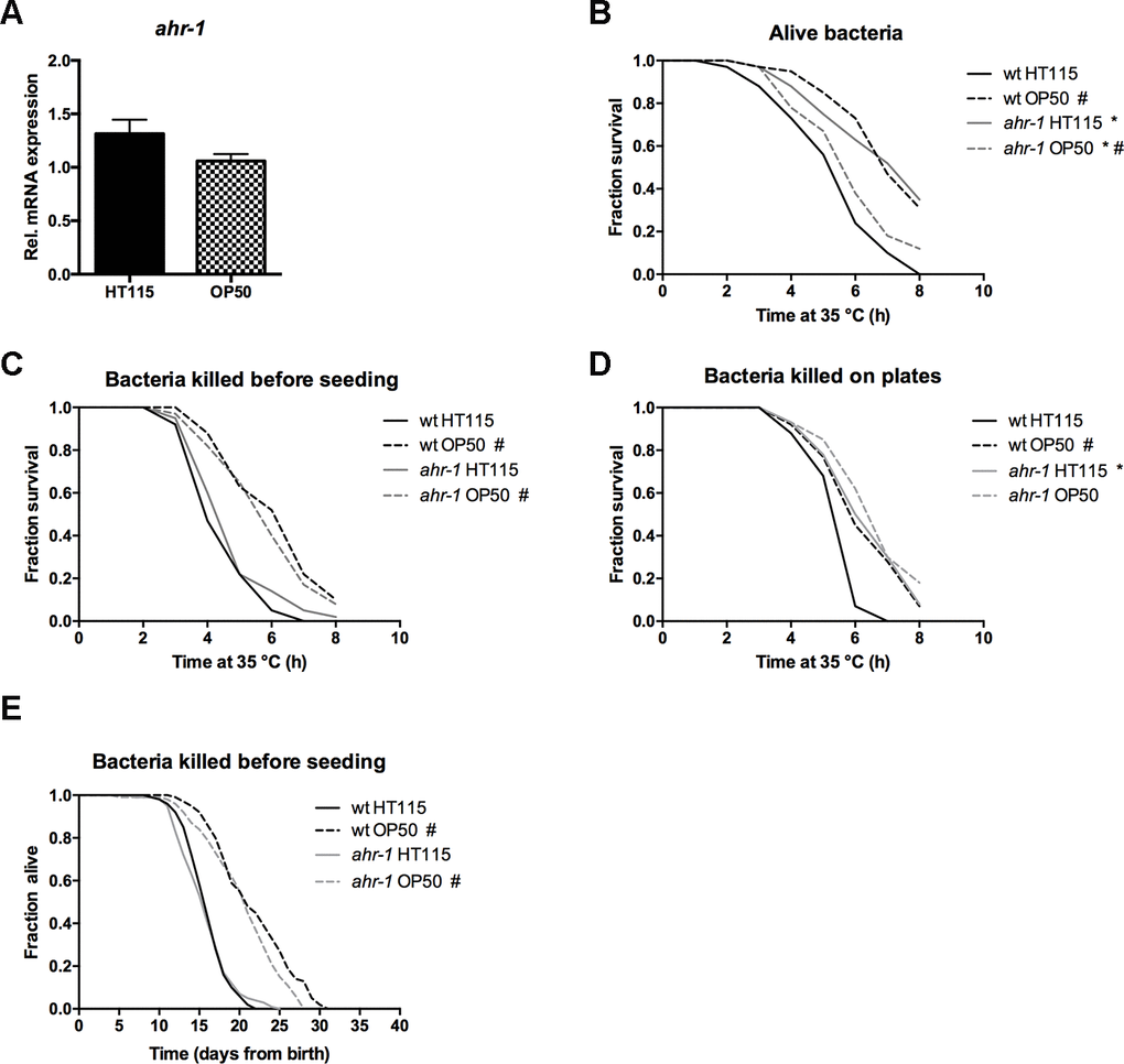 Metabolically active bacteria are required for the differences in lifespan between wild-type and ahr-1 on HT115. (A) ahr-1 mRNA expression in wild-type worms feeding on HT115 or OP50. Pooled data of 3 independent replicates are shown. No statistical significance was observed with the t-test. (B–D) Survival upon heat stress in 7-days old wild-type and ahr-1(ju145) feeding on either HT115 or OP50. Pooled data of 60 worms/condition in 3 independent experiments are shown. * p-value vs. wt, # p-value vs. HT115, statistical test: Log-rank test. (B) Alive bacteria were used as a food source. (C) Bacteria were killed by UVB irradiation before seeding to the NGM. (D) Bacteria had grown on the NGM for 2 days before being killed by UVB irradiation. (E) Kaplan Meier curves of wild-type and ahr-1(ju145) on UVB-killed bacteria. Pooled data of 120 (wt HT115, ahr-1 HT115, ahr-1 OP50) and 110 (wt OP50) worms in 2 independent experiments are shown. * p-value vs. wt, # p-value vs. HT115, statistical test: Log-rank test.