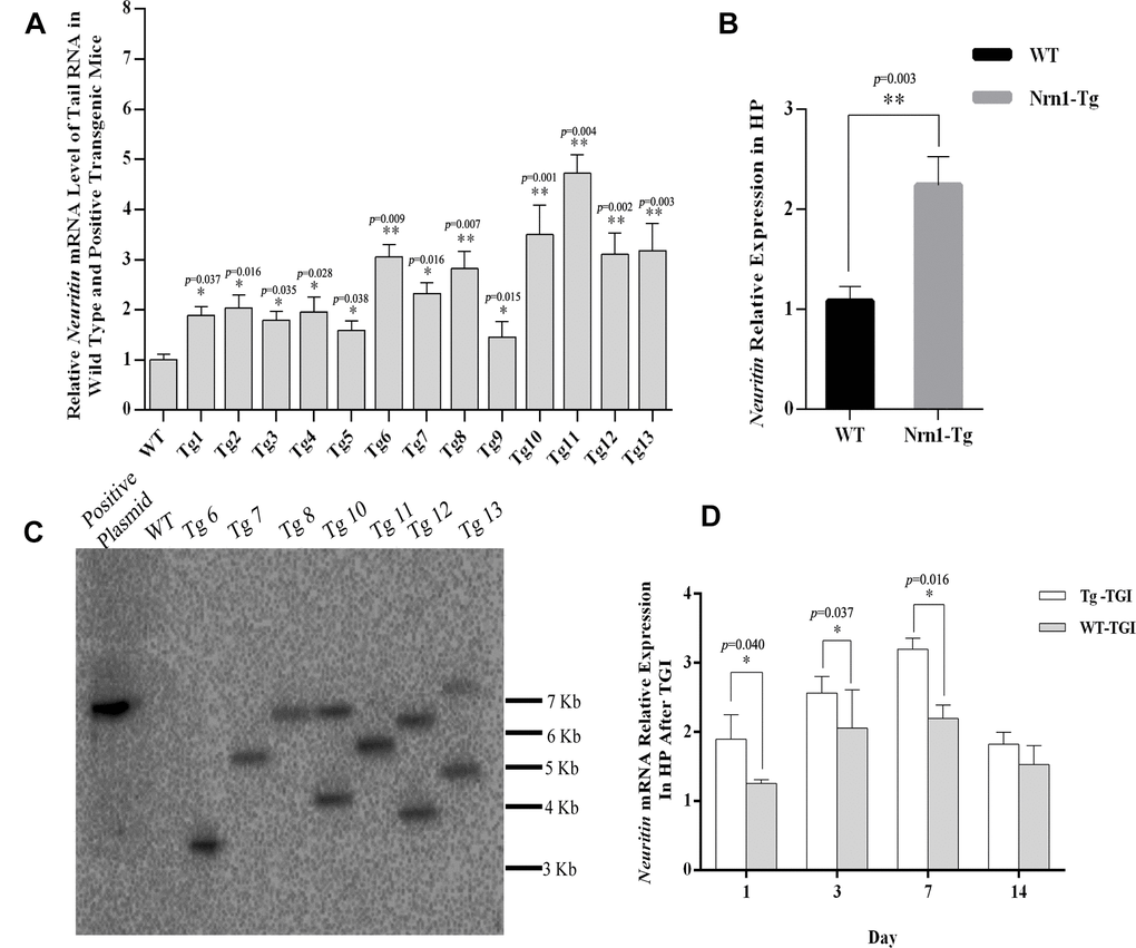 Generating neuritin-overexpressed transgenic mouse line and constructing transient global ischemia model of transgenic mice. (A) Neuritin mRNA level in tail tissue of wild-type (WT) and transgenic (Nrn1-Tg) mice. (B) Neuritin mRNA expression level in hippocampus (HP) of the screened Nrn1-Tg and WT groups. (C) Southern blotting analysis to evaluate the number of integration site in transgenic mice identified by qRT-PCR. Lane 1: pcDNA3.1-neuritin plasmid. Lane 2: genomic DNA of wild type mouse. Lanes 3-9: genomic DNA of transgenic mice with the transgene expression. (D) Neuritin mRNA level in hippocampus of Nrn1-Tg and WT mice on day 1, 3, 7, and 14 post-TGI. GAPDH was used as the internal control. Data expressed as mean ± SEM and compared by Student’s t-test (ppp