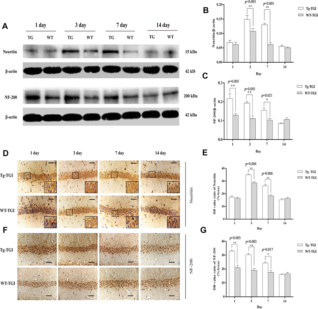 Protective efficacy of neuritin overexpression revealed by upregulation of neurite markers. (A) Western blots of Neuritin and NF-200 expression level at the indicated time points after TGI. β-actin was used as the gel loading control. Tg-TGI, neuritin transgenic mice subjected to TGI; WT-TGI, WT mice subjected to TGI. (B, C) Quantitative analysis of neuritin and NF-200 expression shown in (A) respectively. (D) Immunohistochemical analysis of Neuritin expression in the hippocampal CA1 region at the indicated time points after TGI. Small black rectangular frame/large black rectangular frame=1/4. (E) Quantitative analysis of Neuritin expression data (OD value ratio) shown in (D). (F) Immunohistochemical analysis of NF-200 expression in the hippocampal CA1 region at the indicated time points after TGI. (G) Quantitative analysis of NF-200 expression data (OD value ratio) shown in (F). Data expressed as mean ± S.E.M. (n = 6). scale bar=50 μm, *p p p 