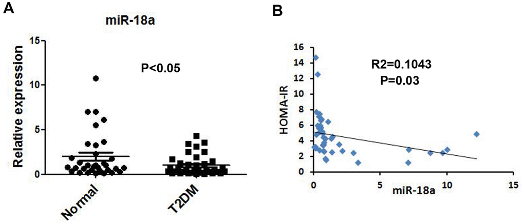 Downregulation of miR-18a in serum from T2DM patients. (A) Basal miR-18a levels in healthy subjects (n=44) and T2DM patients (n=49) were detected using qRT-PCR. (B) Correlation between miR-18a levels and homeostasis model assessment of insulin resistance (HOMA-IR) values. P values 