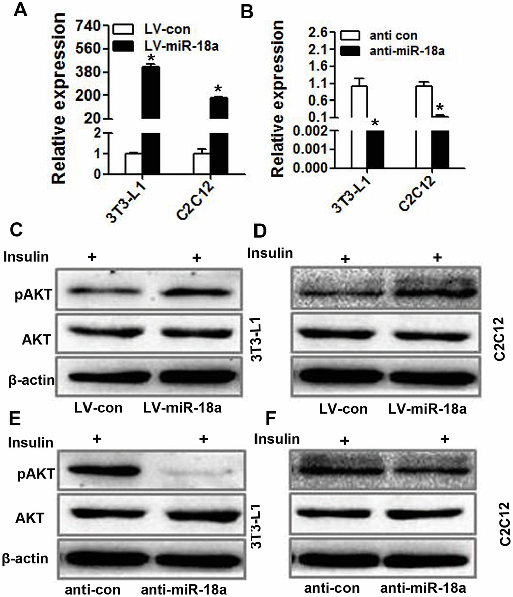 miR-18a enhances insulin-stimulated AKT phosphorylation/activation in insulin target cells. (A, B) MiR-18a levels were detected using qRT-PCR in 3T3-L1 and C2C12 cells in which miR-18a was overexpressed (LV-miR-18a) (A) or inhibited (anti-miR-18a) (B). (C, D) Western blot analysis of insulin-stimulated AKT phosphorylation in 3T3-L1 (C) and C2C12 (D) cells overexpressing miR-18a. (E, F) Western blot analysis of insulin-stimulated AKT phosphorylation in 3T3-L1 (E) and C2C12 (F) cells transfected with miR-18a inhibitors (mean ± SD, *P