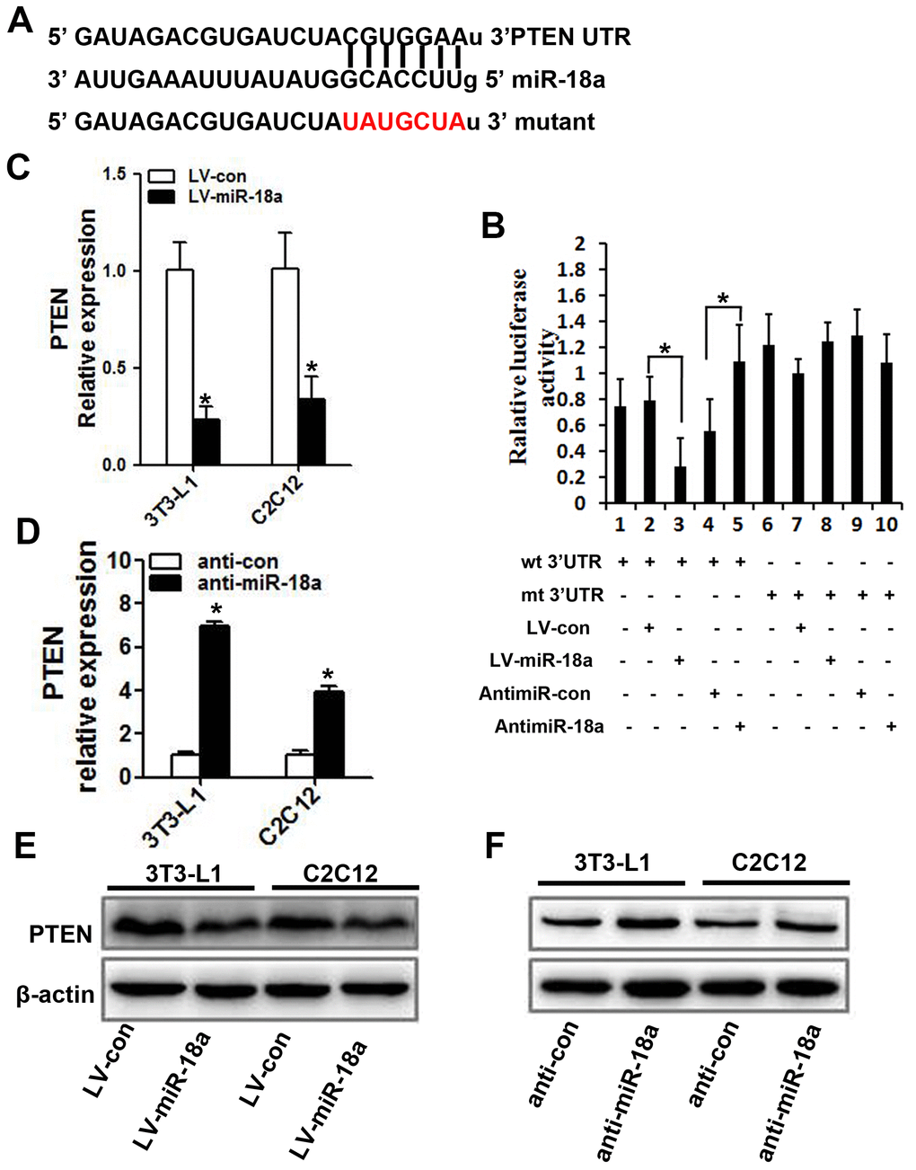 PTEN is a target gene of miR-18a. (A) The predicted binding sequence for miR-18a within the human PTEN 3’UTR. Seed sequences are highlighted. (B) Luciferase reporter assay in 3T3-L1 cells. The bar graph displays the mean ± SD of three independent transfection experiments. *PC, D) PTEN mRNA levels in 3T3-L1 and C2C12 cells transfected with LV-miR-18a, anti-miR-18a or the corresponding controls (LV-con and anti-con, respectively). (E, F) PTEN protein levels were assessed using Western blotting in 3T3-L1 and C2C12 cells transfected with LV-miR-18a, LV-con, anti-miR-18a or anti-con.