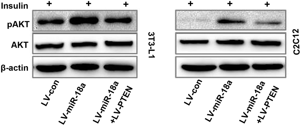 Functional recovery test confirming that PTEN overexpression reverses miR-18a-induced AKT phosphorylation. Western blot analysis of insulin-stimulated AKT phosphorylation in 3T3-L1 and C2C12 cells transfected with different plasmids.