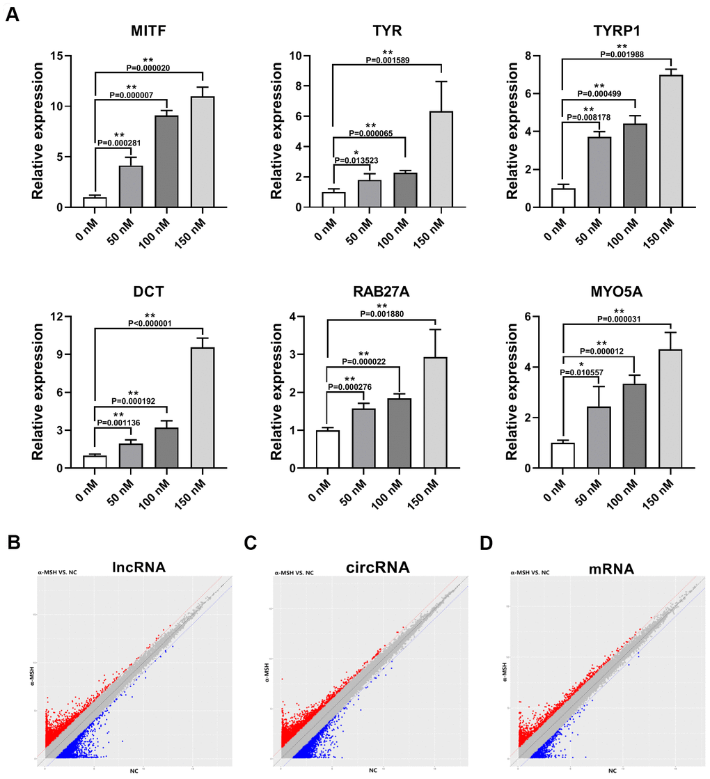 Differentially expressed lncRNAs, circRNAs, and mRNAs in α-MSH-treated melanocytes. (A) qRT-PCR was used to detect the expression of melanogenesis related genes (MITF, TYR, TYRP1, DCT, RAB27A, and MYO5A) in α-MSH-induced melanocytes. (B–D) Scatter plot of normalized expression levels for differentially expressed lncRNAs, circRNAs, and mRNAs, respectively. Red dots: upregulated lncRNAs, circRNAs, and mRNAs; Blue dots : downregulated lncRNAs, circRNAs, and mRNAs.