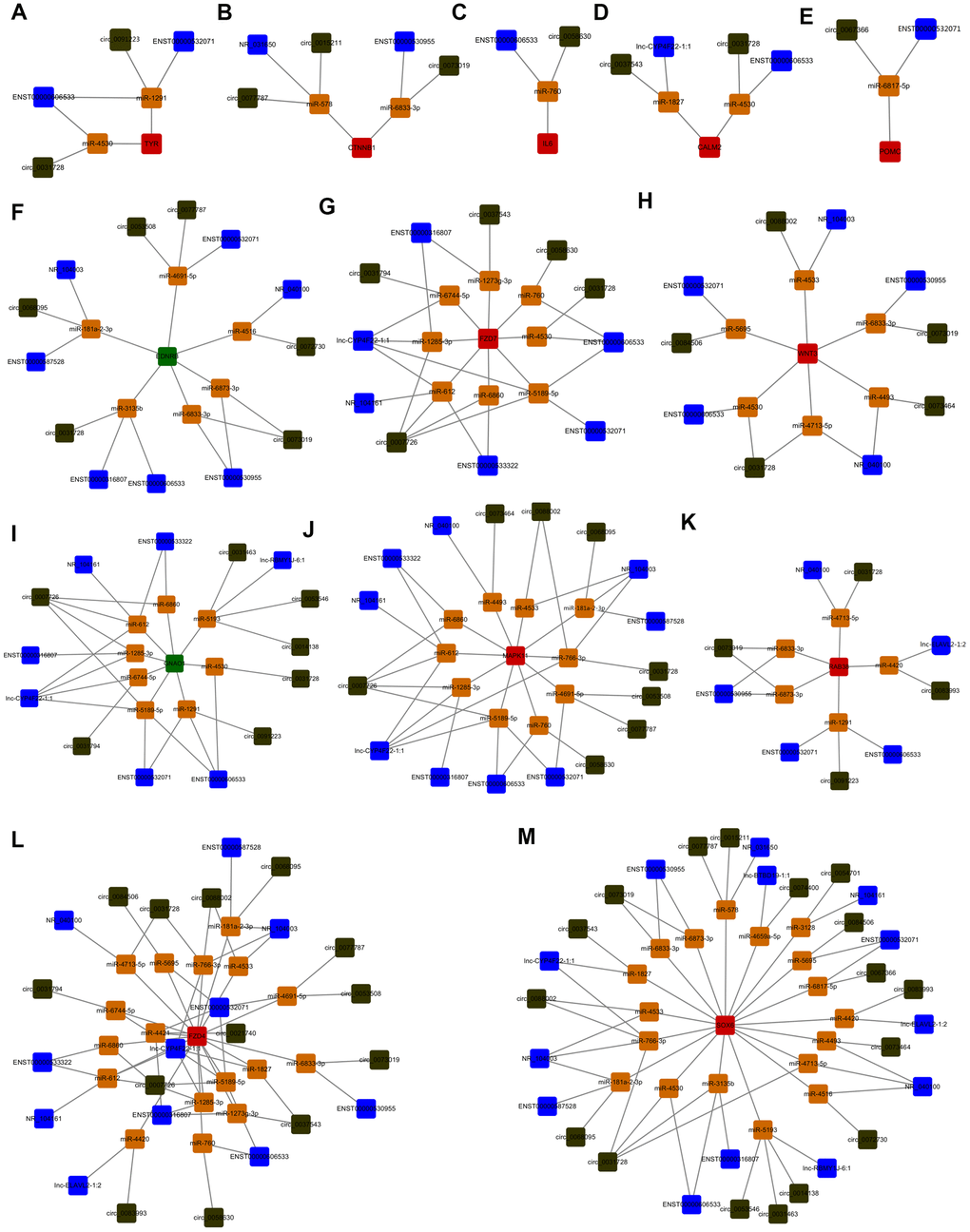 Identification of the quaternary ceRNA network in α-MSH-treated melanocytes. (A–M) Cyto Vision 3.7.0 was used to construct the quaternary ceRNA network focused on screened melanogenesis related mRNAs (TYR, CTNNB1, IL6, CALM2, POMC, EDNRB, FZD7, WNT3, GNAO1, MAPK11, RAB38, FZD4, SOX6). Blue square: lncRNAs; Dark green square: circRNAs; Red square: upregulated mRNAs; Green square: downregulated mRNAs; Orange square: miRNAs.