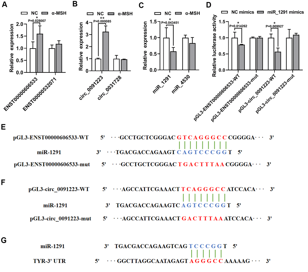 α-MSH-treatment induced ENST00000606533 and circ