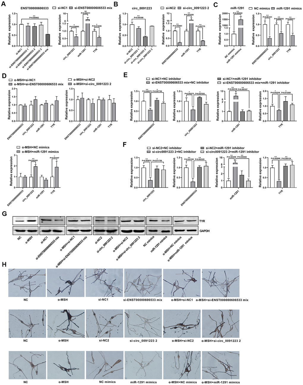 Confirmation of the quaternary ceRNA network regulating TYR. (A) After transfection with siRNAs of ENST00000606533 in MCs for 48 h, the transfection efficiency of si-ENST00000606533 mix (mixing the three siRNAs) was most significant, and the expression of circ