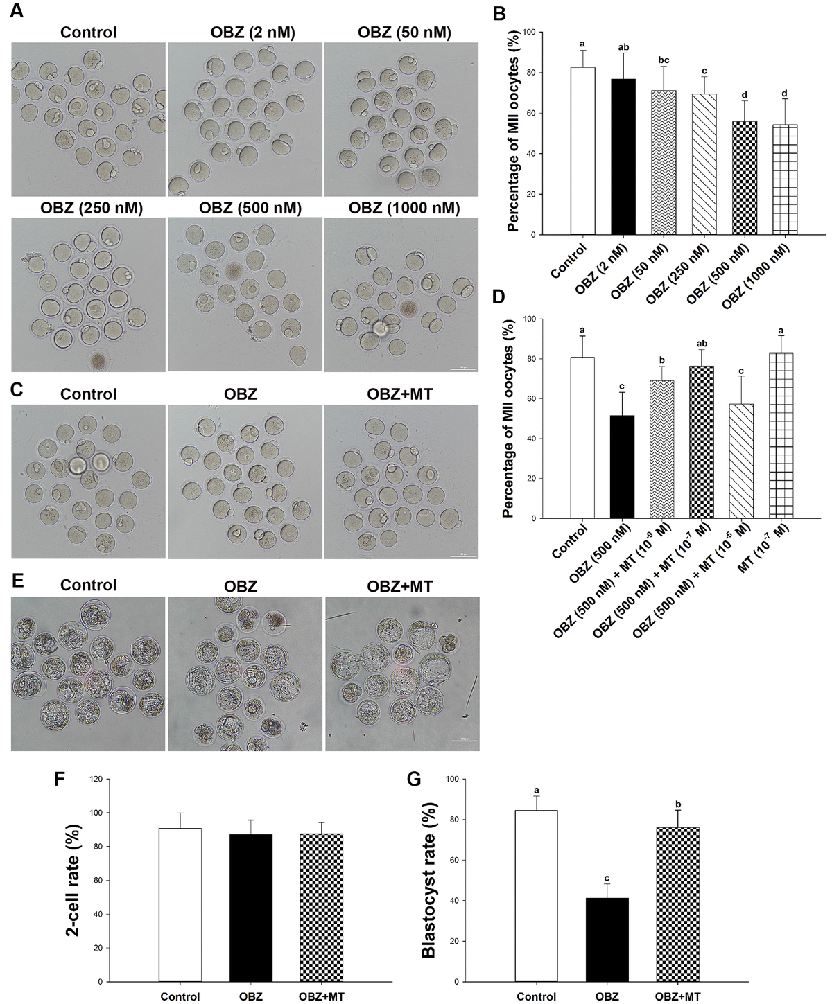 Effects of melatonin on mouse oocytes and embryos following OBZ exposure in vitro. (A) Representative images of oocytes that extruded the first polar body (PB1) in the control and OBZ-exposed groups. Scale bar, 100 μm. (B) Polar body extrusion (PBE) rate in different treatment groups. (C) The mouse oocyte morphologies in the control, OBZ, and OBZ+MT groups. Scale bar, 100 μm. (D) The effects of gradient concentrations of melatonin on the rate of PBE in OBZ-exposed oocytes. (E-G) Mouse embryo morphologies (E) and embryo development rate (F, G) from the 2-cell to blastocyst stages in the control, OBZ, and OBZ+MT groups. Values indicated by different letters are significantly different (P 