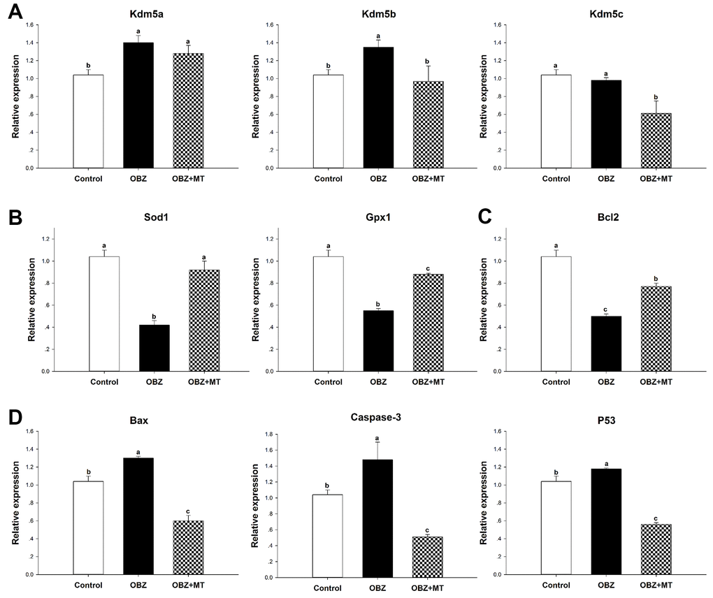 Effects of 10-7 mol/L melatonin with or without 500 nmol/L oxybenzone on gene expression in matured mouse oocytes. (A) Histone H3K4me3 demethylation-related genes (Kdm5a, Kdm5b, and Kdm5c). (B) Antioxidative stress genes (SOD and GPx1). (C) Anti-apoptosis gene Bcl2. (D) Pro-apoptosis genes (Bax, Caspase-3, and P53). Within each category, groups marked with different superscripted letters are significantly different (P 