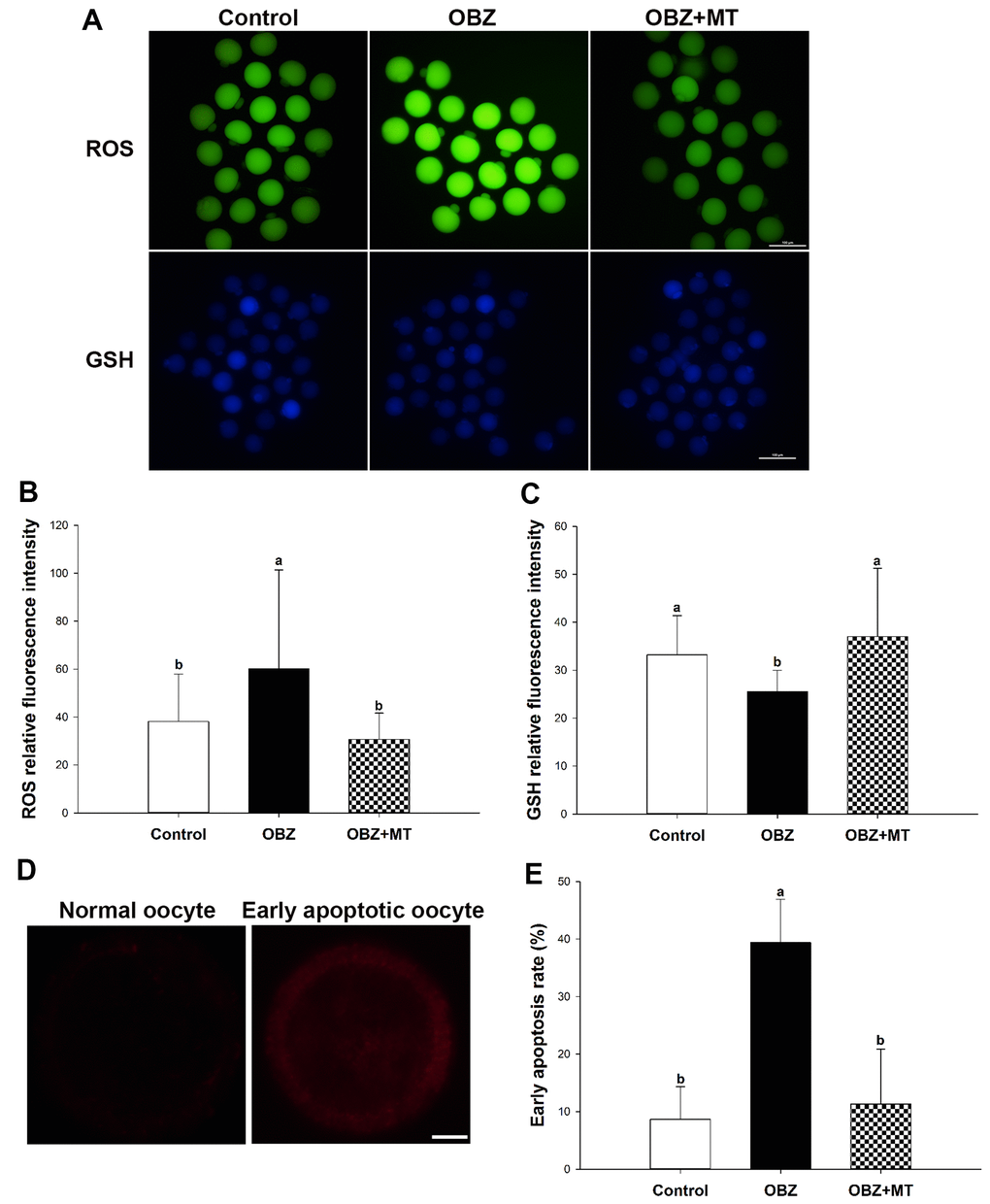 Effects of melatonin on intracellular reactive oxygen species (ROS) levels, glutathione (GSH) levels, and early apoptosis in oxybenzone-exposed oocytes. (A) Representative images of ROS and GSH levels in the control, OBZ-exposed, and melatonin+OBZ-treated oocytes. Scale bar, 100 μm. (B) Intracellular ROS and (C) GSH levels in mouse oocytes from each treatment group. (D) Representative images of normal oocytes and early apoptotic oocytes. Scale bar, 20 μm. (E) Proportion of early apoptotic oocytes in each treatment group. Values indicated by different letters are significantly different (P 