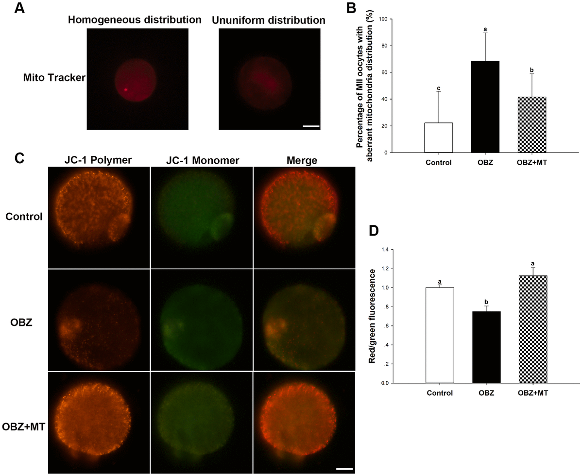 Effects of melatonin on the mitochondrial distribution pattern and mitochondrial membrane potential (ΔΨm) in oxybenzone-exposed mouse oocytes. (A) Representative images of homogeneous and nonuniform distribution patterns of mitochondria in oocytes. Scale bar, 30 μm. (B) Proportion of oocytes with aberrant distribution of mitochondria in each treatment group. (C) Representative images depicting JC-1 in the control, OBZ-exposed, and melatonin+OBZ-treated oocytes. Scale bar, 20 μm. (D) Relative ΔΨm represented as the ratio of red to green intensity. Values indicated by different letters are significantly different (P 