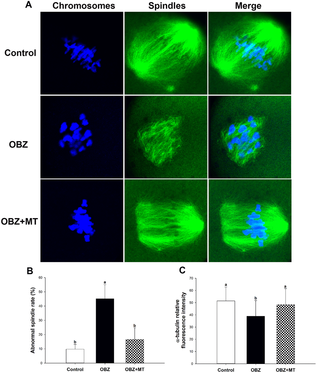 Effects of melatonin on spindle formation and chromosome alignment in OBZ-exposed oocytes. (A) Representative images of spindle morphologies and chromosome alignment in the control, OBZ-exposed, and melatonin+OBZ-treated oocytes. Green, α-tubulin; blue, DNA. (B) The rate of abnormal spindles in each treatment group. (C) Fluorescence intensity analysis of α-tubulin in the control, OBZ-exposed, and melatonin+OBZ-treated oocytes. Values indicated by different letters are significantly different (P 