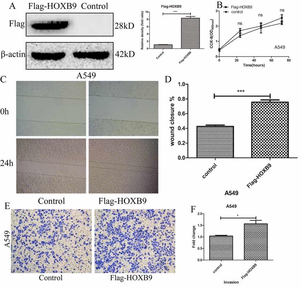 HOXB9 overexpression promotes migration and invasion, but not proliferation, in A549 cells. (A) A vector encoding Flag-HOXB9 was used to induce HOXB9 overexpression in A549 cells. An empty vector served as control. HOXB9 overexpression was confirmed by western blot and gray level analysis. (B) CCK-8 assay results showing no significant differences in cell proliferation between Flag-HOXB9 and control A549 cells. (C) Wound-healing closure images of Flag-HOXB9 and control A549 cells. (D) Quantification of results from wound-healing assays shown in (C); p = 0.0007. (E) Transwell assays comparing invasion potential between control and HOXB9-overexpressing A549 cells. (F) Quantification of results from experiments shown in (E); p = 0.0238.