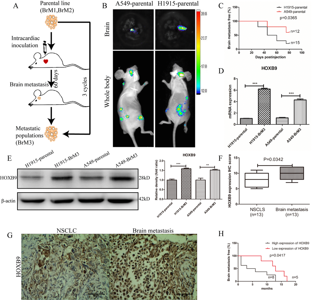 HOXB9 silencing inhibits brain metastasis of NSCLC and prolongs brain metastasis-free survival in mice. (A) In vivo selection scheme for the isolation of brain metastatic populations (BrM3 cells) derived from H1915 and A549 lung adenocarcinoma cell lines. (B) Representative bioluminescence images (whole body and brain) 60 days after intracardiac inoculation of luciferase-expressing A549 and H1915 cells. (C) Brain metastasis-free survival curves for mice inoculated with H1915 and A549 cells with characteristic high and low HOXB9 expression, respectively (p = 0.0365). (D) Comparison of relative HOXB9 mRNA expression between metastatic NSCLC cell populations (BrM3) and their parental cells. HOXB9 overexpression was confirmed in BrM3 cells (p E) Western blotting analysis and gray level analysis of HOXB9 expression in BrM3 and parental cells. (F) IHC score-based quantification of HOXB9 expression in primary tumors and matched brain metastasis specimens from NSCLC patients (n = 13; p = 0.0342). (G) Representative images of HOXB9 expression from IHC analysis of 13 primary human NSCLC tumors and their corresponding brain metastases. Scale bars = 50 μm. (H) HOXB9 expression-based analysis of brain metastasis-free survival in 13 NSCLC patients that developed brain metastases. Patients with low HOXB9 expression showed longer brain metastasis-free survival (p = 0.0417). (*p 