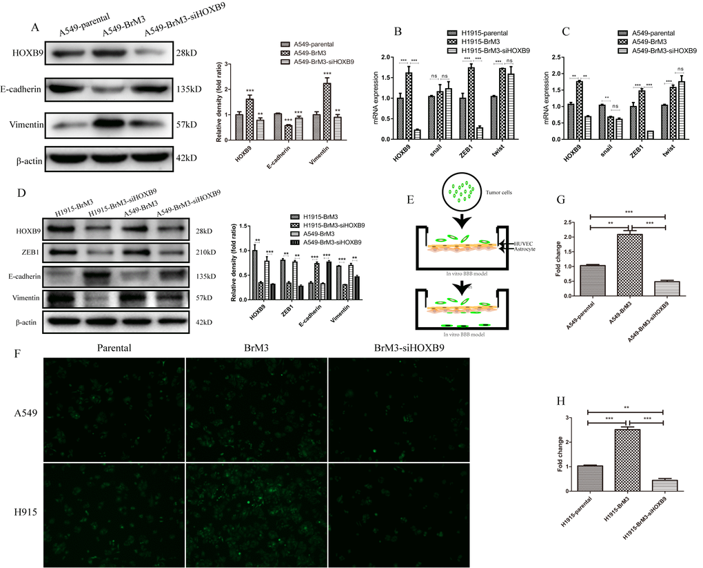 HOXB9 knockdown inhibits EMT and weakens the ability of BrM3 cells to penetrate the BBB. (A) Western blotting analysis and gray level analysis of EMT-related proteins (E-cadherin and vimentin) in BrM3 cells after HOXB9 silencing. (B, C) Relative mRNA expression of EMT-related transcription factors (snail, twist, and ZEB1) in BrM3 cells after HOXB9 silencing. (D) Western blotting analysis and gray level analysis of snail, twist and ZEB1 in BrM3 cells after HOXB9 silencing. (E) Schematic representation of the in vitro human BBB model. (F) Transmigration of NSCLC cells across the in vitro BBB model. Both parental cells and BrM3-siHOXB9 cells showed limited transmigratory ability. (G, H) Quantitative analysis of data obtained from the experiments shown in (F). *p 