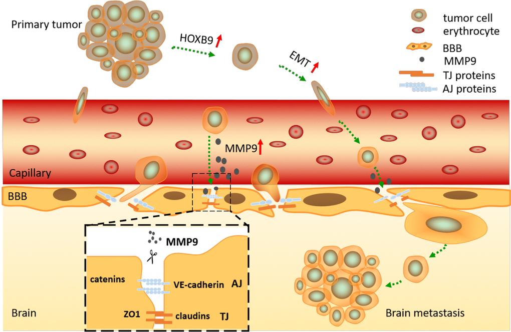 Graphical summary. HOXB9 promotes migration and invasion of NSCLC cells by inducing EMT, allowing them to break away from the primary bulk tumor and invade the surrounding capillaries. After reaching the cerebral circulation, the cells are arrested at the BBB, where degradation of junctional proteins (TJ and AJ) occurs due to release of MMP9 by tumor cells in a HOXB9-dependent manner. This results in BBB breakdown, tumor cell invasion, and establishment of brain metastasis.