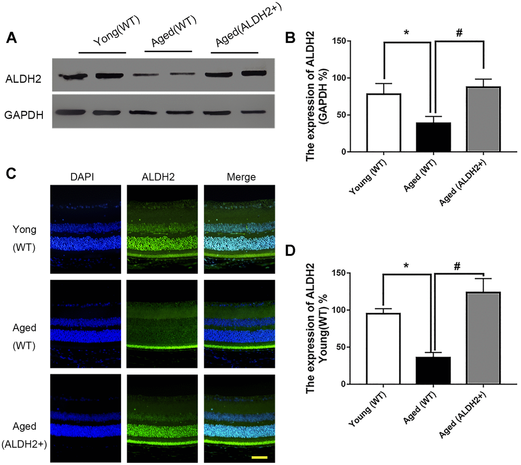 The expression of ALDH2 in the young (WT) group, aged (WT) group and aged (ALDH2+) group. (A, B) A typical ALDH2 WB image and the expression of ALDH2; (C, D) A typical ALDH2 immunofluorescence image and the expression of ALDH2. All analyses were performed in duplicate. Scale bar: 50 μm. Values are presented as the mean ± SD, n = 4 mice per group. *Pvs young (WT) group; #Pvs aged (WT) group.