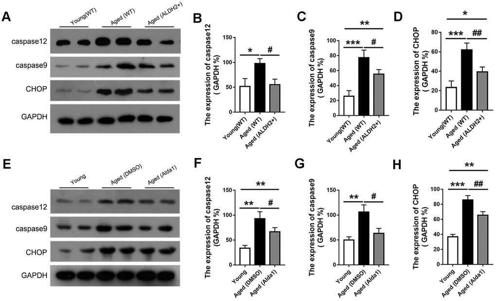 The expression of apoptosis related proteins in aged ALDH2 overexpression and aged Alda1-treated mice. (A) A typical WB image of CHOP, caspase9 and caspase12 in aged ALDH2 overexpression mice; (B–D) The expression of CHOP, caspase9 and caspase12 in aged ALDH2 overexpression mice; (E) A typical WB picture of CHOP, caspase9 and caspase12 in aged Alda1-treated mice; (F–H) The expression of CHOP, caspase9 and caspase12 in aged Alda1-treated mice. All analyses were performed in duplicate. Values are presented as the mean ± SD, n = 4 mice per group. *Pvs young (WT) or Aged (DMSO) and aged (Alda1) vs young; **Pvs young (WT) or Aged (DMSO) and aged (Alda1) vs young; ***Pvs young (WT) or Aged (DMSO) and aged (Alda1) vs young; #Pvs aged (WT) or aged (Alda1) vs aged (DMSO), ##Pvs aged (WT) or aged (Alda1) vs aged (DMSO).