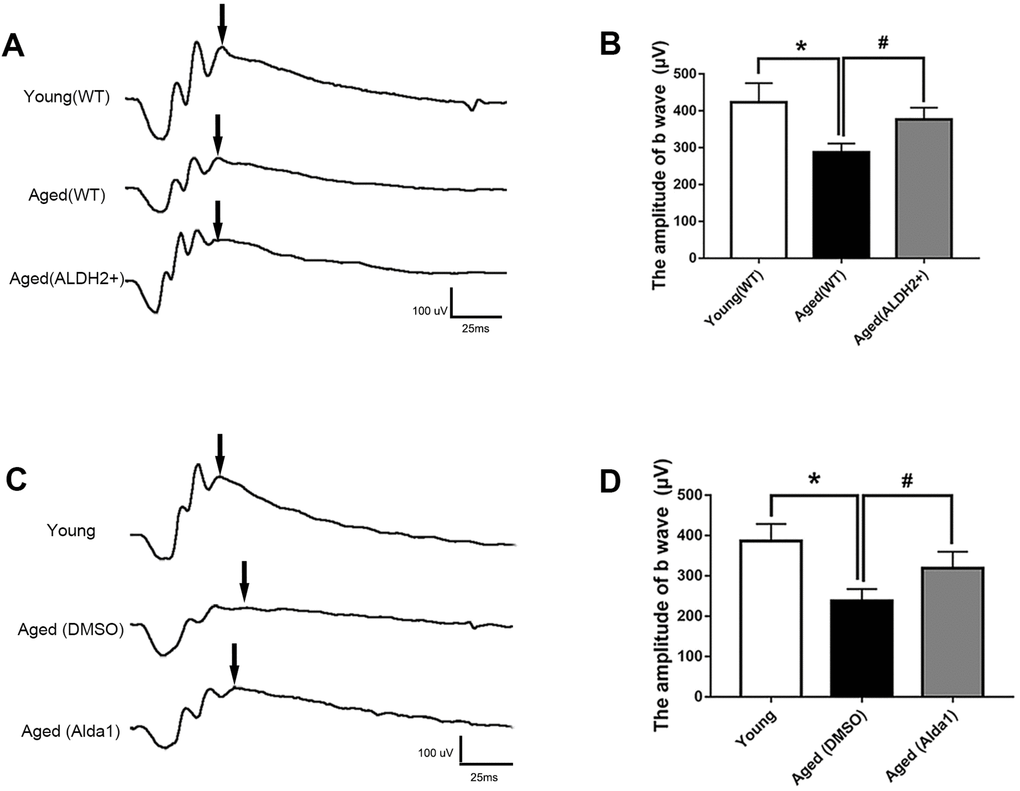 ALDH2 enhanced aged mouse retinal function. (A, B) A typical dark-adaptation 3.0 response image and amplification of the dark-adaptation 3.0 response b wave in ALDH2 overexpression mice; (C, D) A typical dark-adaptation 3.0 response image and the amplification of the dark-adaptation 3.0 response b wave in Alda1-treated mice. All analyses were performed in duplicate. Values are presented as the mean ± SD, n = 10 mice per group. *Pvs young (WT) group or aged (DMSO) group and aged (Alda1) group vs young group; #Pvs aged (WT) group or aged (Alda1) group vs aged (DMSO) group.