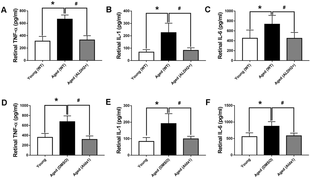 The expression of retinal TNF-α, IL-6 and IL-1 in aged ALDH2 overexpression and aged Alda1-treated mice. (A) The expression of retinal TNF-α in aged ALDH2 overexpression mice; (B) The expression of retinal IL-6 in aged ALDH2 overexpression mice; (C) The expression of retinal IL-1 in aged ALDH2 overexpression mice; (D) The expression of retinal TNF-α in aged Alda1-treated mice; (E) The expression of retinal IL-6 in aged Alda1-treated mice; (F) The expression of retinal IL-1 in aged Alda1-treated mice. All analyses were performed in duplicate. Values are presented as the mean ± SD, n = 4 mice per group. *Pvs young (WT) or Aged (DMSO) and aged (Alda1) vs young; #Pvs aged (WT) or aged (Alda1) vs aged (DMSO).