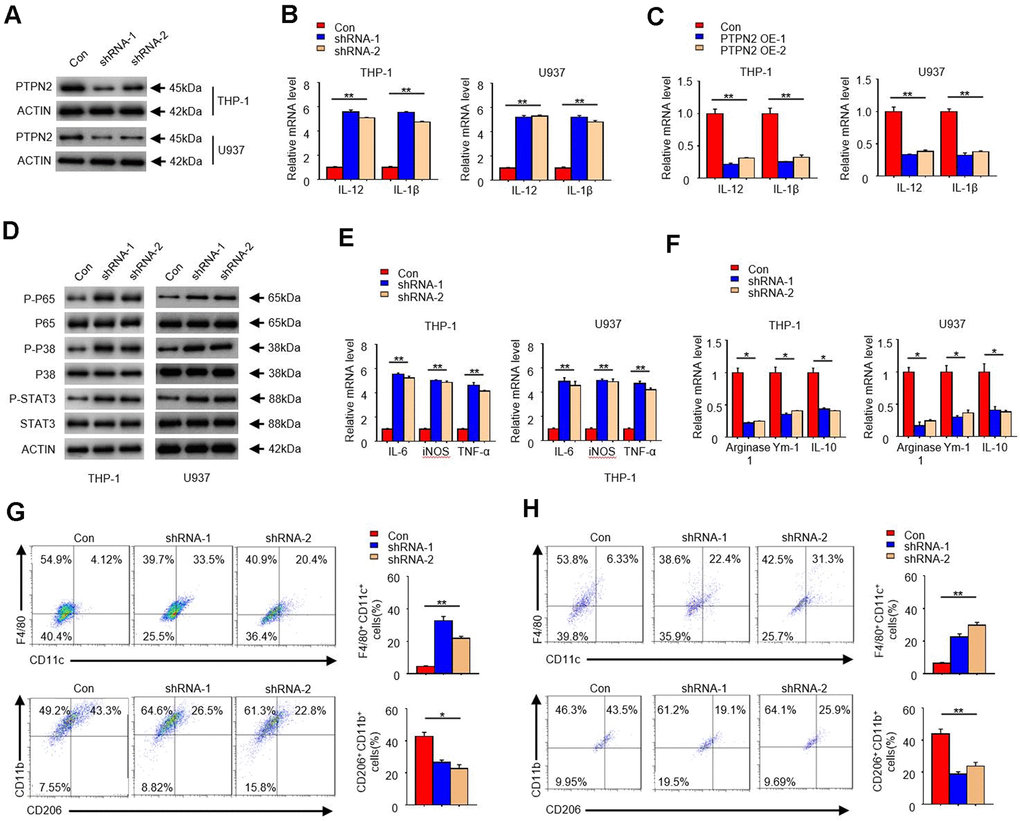 PTPN2 deficiency enhances the secretion of inflammatory cytokines in THP-1 cells and U937 cells, and toward M1 phenotype. shRNA-1 and shRNA-2 of PTPN2 were used to knock down the expression of PTPN2 in THP-1 cells and U937 cells. (A) IB analysis PTPN2 expression in THP-1 cells and U937 cells. (B) The mRNA level of IL-12 and IL-1β in THP-1 cells and U937 cells were analyzed by qRT-PCR. (C) Expression of IL-12 and IL-1β in THP-1 cells or U937 cells with PTPN2 overexpression were detected by qRT-PCR. (D) IB analysis the protein levels of p65, p38 and STAT3 in THP-1 cells and U937 cells. (E, F) M1 and M2 related polarization genes were analyzed by qRT-PCR assay in THP-1 cells and U937 cells. (G, H) Flow cytometry analysis the polarization of THP-1 cells and U937 cells. Data are representative of at least three independent experiments and are presented as mean ± SD. ns, not statistically significant; *, P 