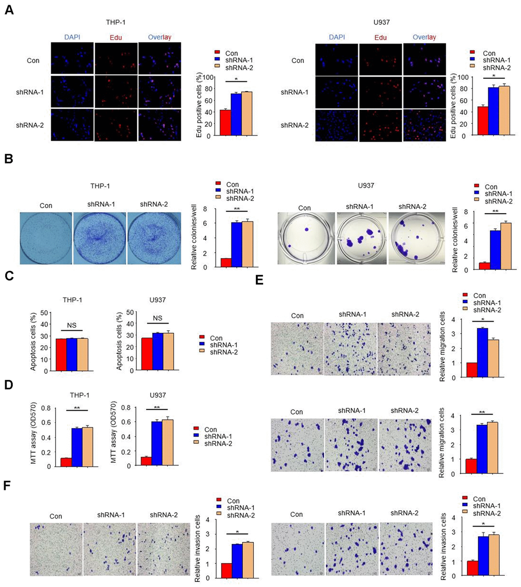 PTPN2 deficiency promotes the proliferation, migration and invasion of THP-1 cells and U937 cells. (A, B) EDU assay and colony formation assay were used to analyze the proliferation ability of THP-1 cells and U937 cells. (C) Apoptosis of THP-1 cells and U937 cells were evaluated by flow cytometry. (D) MTT assay were used to examine the viability of HUVEC cell after incubated with THP-1 cells or U937 cells. (E, F) Transwell migration and invasion assays were performed in THP-1 cells and U937 cells. The upper is THP-1 cells and the lower is U937 cells in Figure 3E. The left is THP-1 cells and the right is U937 cells in Figure 3F. Bar= 20μM. Data are representative of at least three independent experiments and are presented as mean ± SD. ns, not statistically significant; *, P 