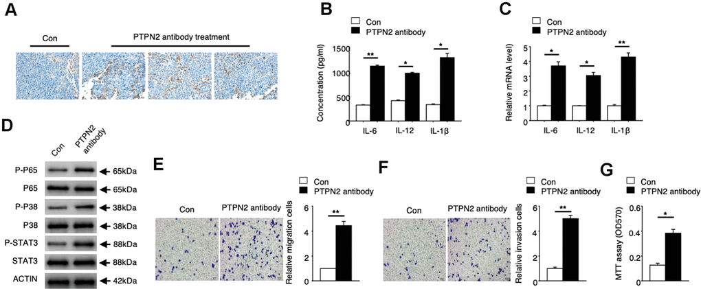 PTPN2 can be a potential atherosis treatment target. PBS control and PTPN2 antibody were injected into ApoE-/- mice by tail vain injected. (A) Immunohistochemistry of CD68 in aortic roots of ApoE-/- mice which treated with PBS or PTPN2 antibody were performed. (B) ELISA assay was used to analyze the production of IL-6, IL-12 and IL-1β in macrophages. (C) The mRNA levels of IL-6, IL-12 and IL-1β in macrophages were analyzed by qRT-PCR assay. (D) IB assay was used to detect the expression of indicated proteins in macrophages. (E, F) Transwell migration and invasion assays in macrophages were performed. Bar= 20μM. (G) MTT assay was used to analyze the viability of HUVEC cell which incubated with macrophages. Data are representative of at least three independent experiments and are presented as mean ± SD. ns, not statistically significant; *, P 